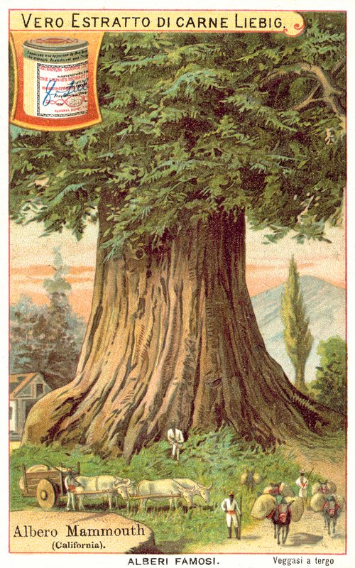 Mammoth Tree, Kalifornie (chromolitho) od European School