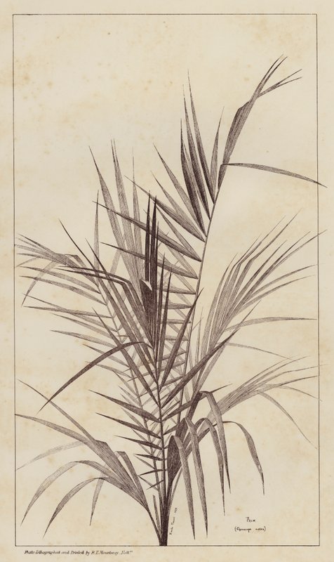 Palm, Chamaerops Exelsa (litho) od European School