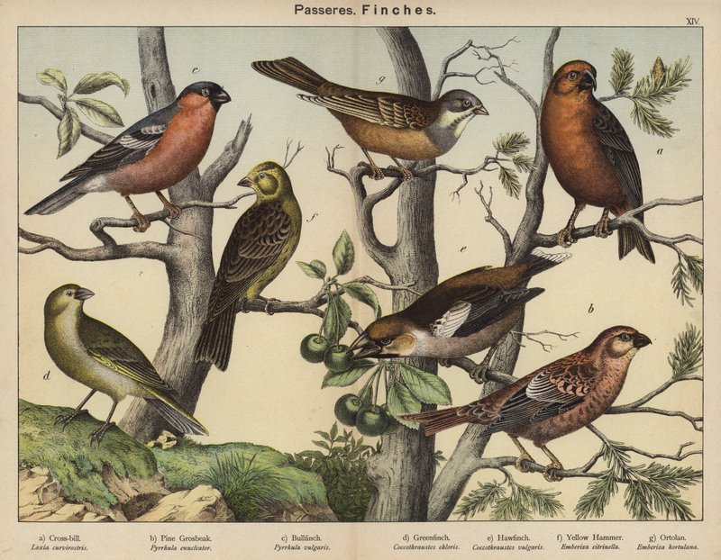 Passeres, Finches (barevná litografie) od European School