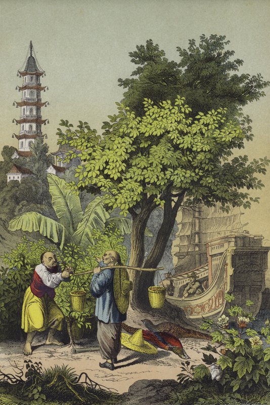 Lidé a rostliny Číny (barva litho) od European School