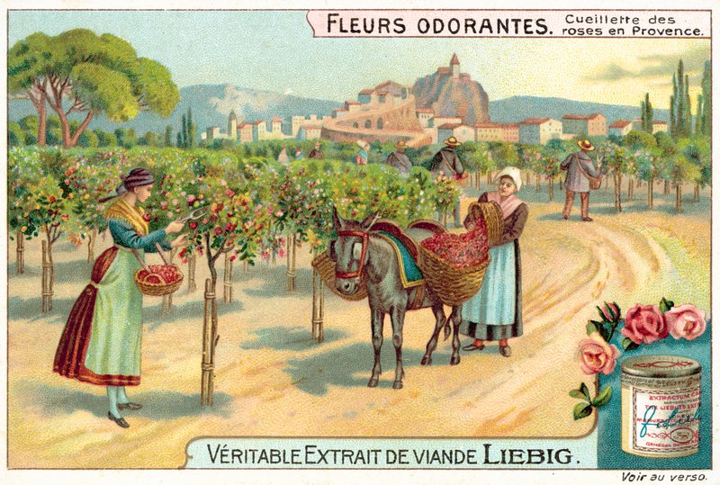 Sbírání růží v Provence (chromolitho) od European School