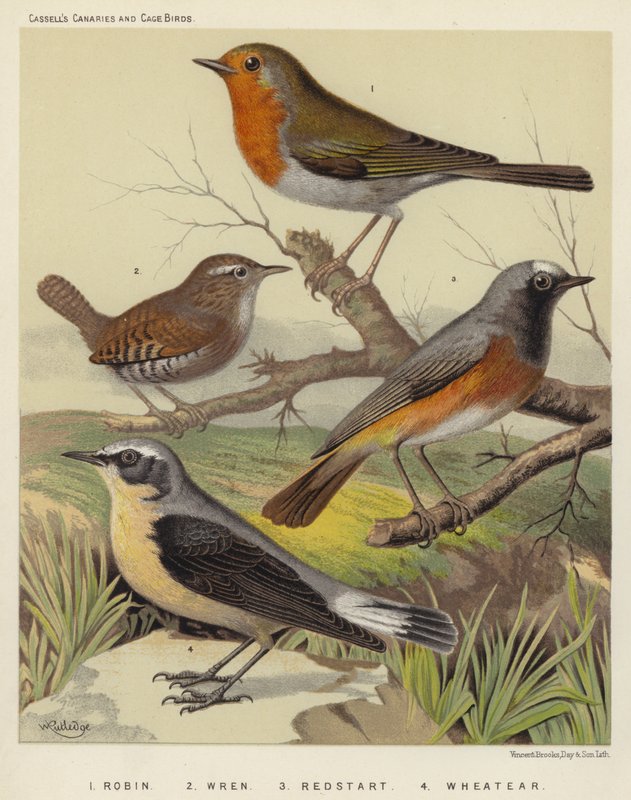 Robin, Wren, Redstart, Wheatear (barevná litografie) od European School