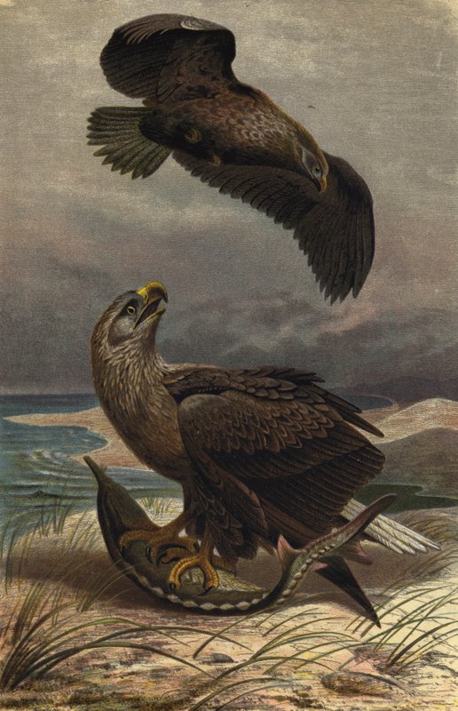 Seeadler od European School