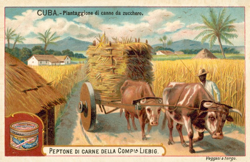 Plantáž cukrové třtiny, Kuba (chromolitho) od European School