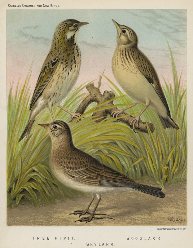 Pipit stromový, skřivan lesní, skřivan mrakodrap (barva lito) od European School