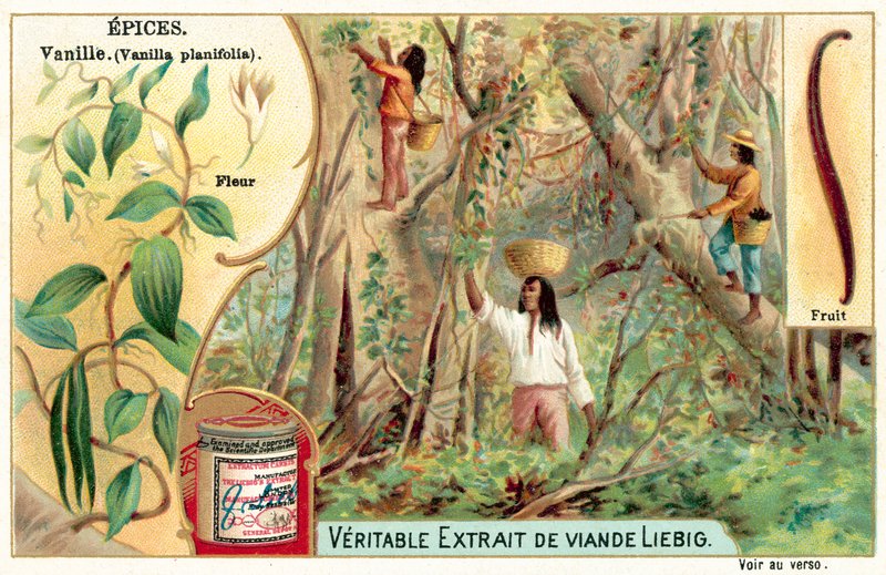 Vanilka (chromolit) od European School