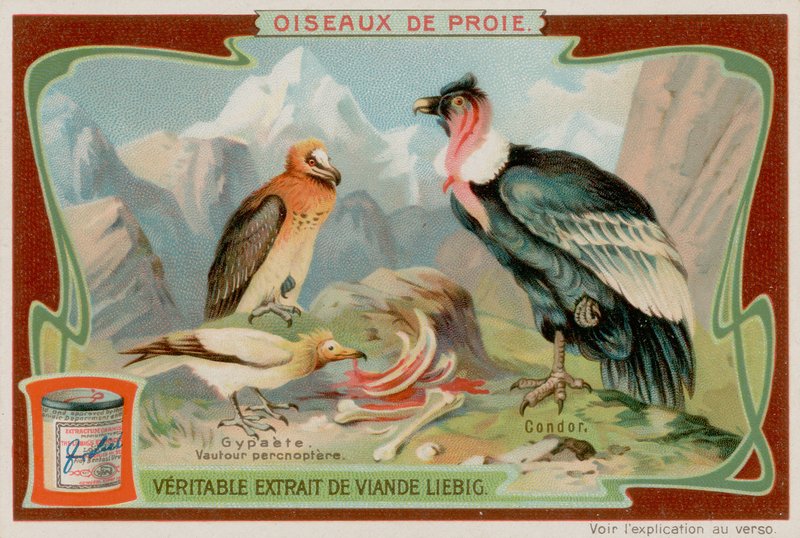Vulture a Condor od European School
