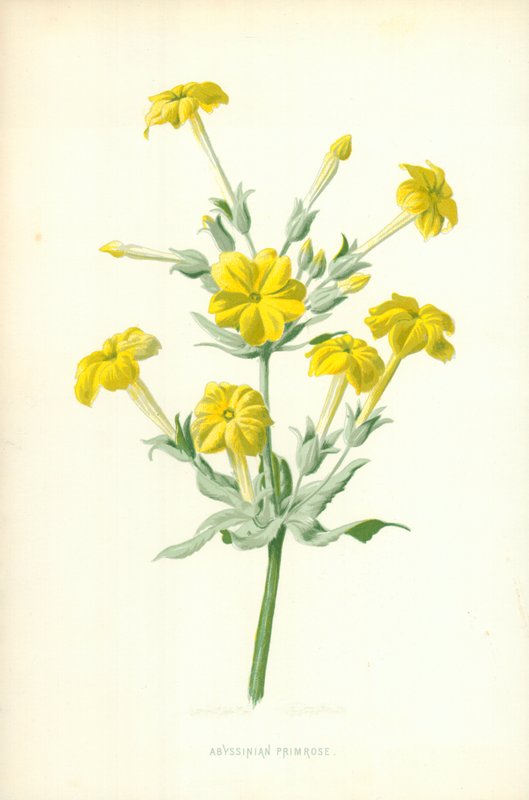 Prvosenka habešská od Frederick Edward Hulme