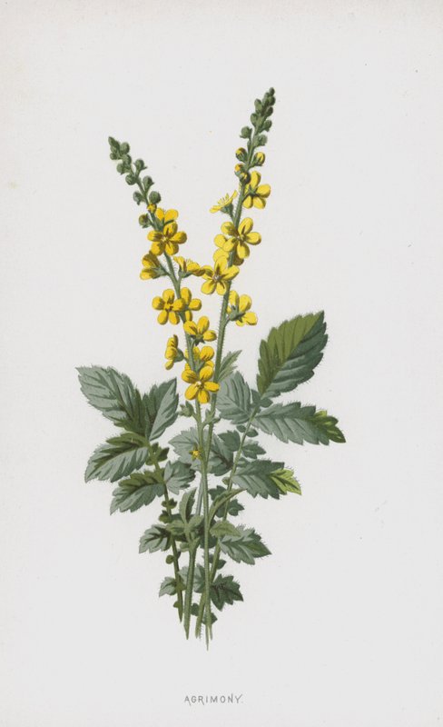 Řepík (chromolitho) od Frederick Edward Hulme
