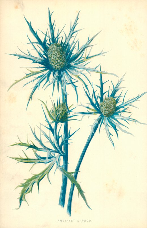 Ametyst Eryngo od Frederick Edward Hulme