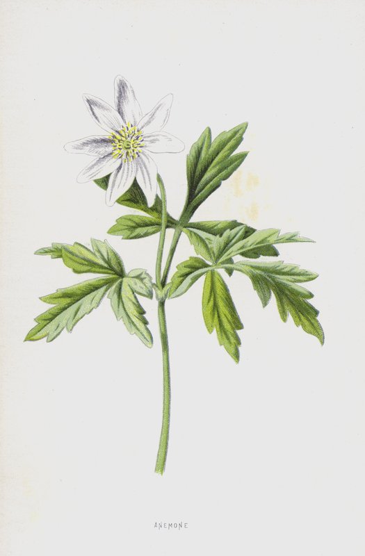 Sasanka (chromolitho) od Frederick Edward Hulme