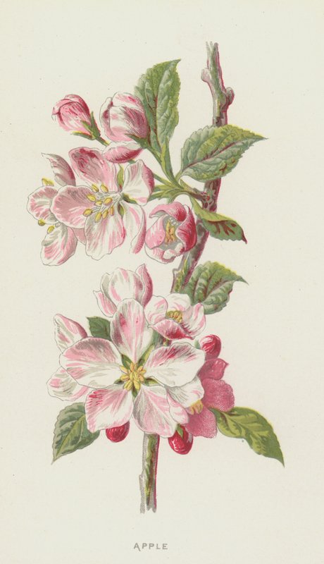 Jablko (chromolit) od Frederick Edward Hulme