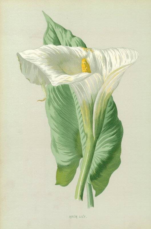 Arum Lily od Frederick Edward Hulme