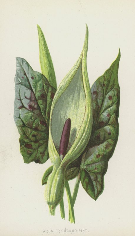 Arum nebo Cuckoo-Pint (chromolitho) od Frederick Edward Hulme