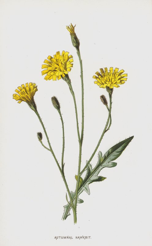 Podzimní jestřábník (chromolitho) od Frederick Edward Hulme