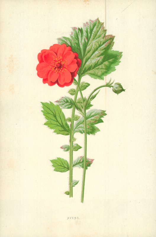 Avens od Frederick Edward Hulme