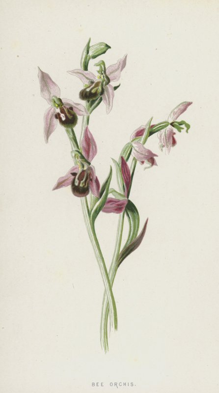 Včelí vstavač (chromolitho) od Frederick Edward Hulme