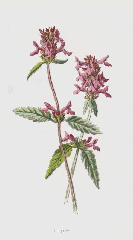 Betony (chromolitho) od Frederick Edward Hulme