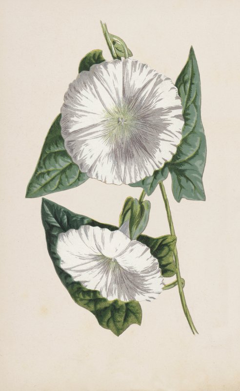 svlačec (chromolitho) od Frederick Edward Hulme