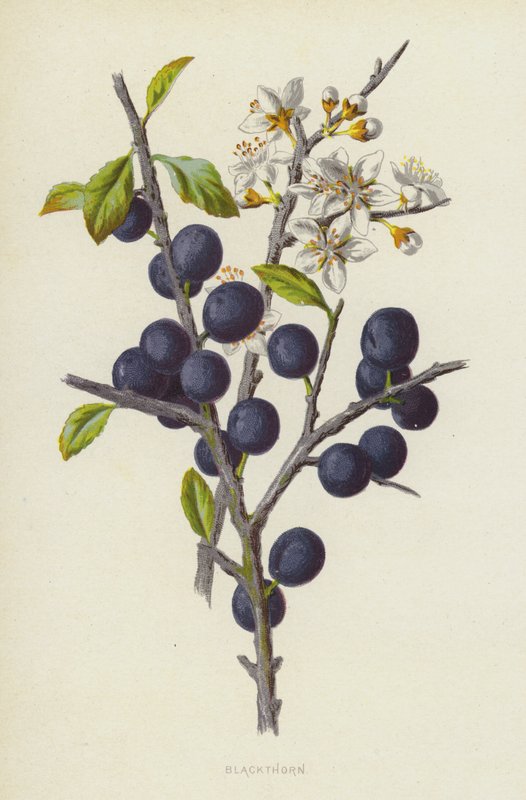 Kosodřevina (chromolit) od Frederick Edward Hulme