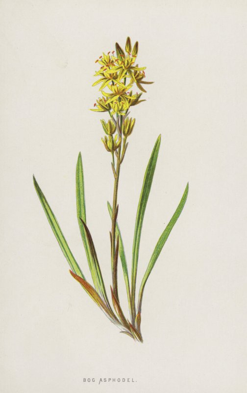 Bog Asfodel (chromolitho) od Frederick Edward Hulme