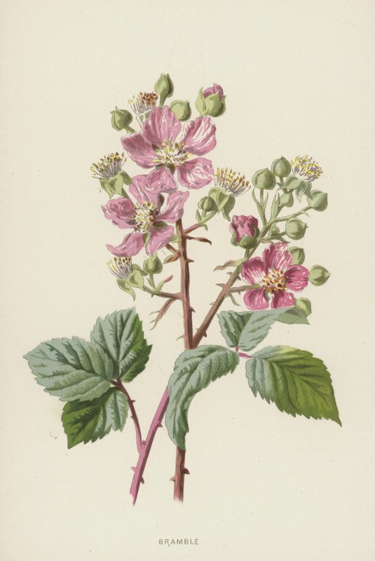 ostružiník (chromolitho) od Frederick Edward Hulme
