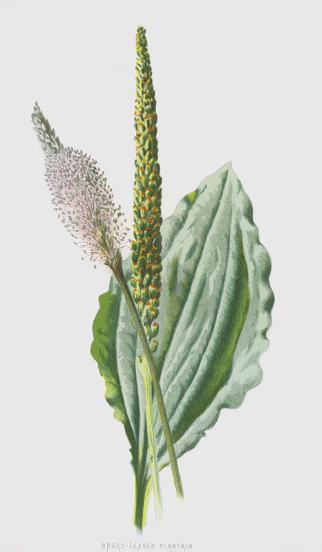 Jitrocel širokolistý (chromolitho) od Frederick Edward Hulme