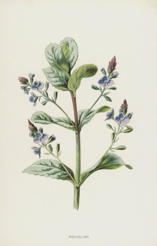 Brooklyme (chromolitho) od Frederick Edward Hulme