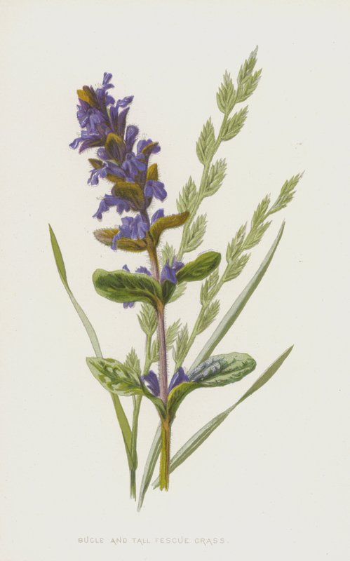 Polnice a kostřava vysoká (chromolitho) od Frederick Edward Hulme
