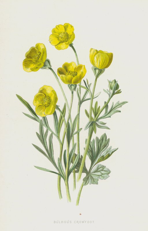 Cibulovitý Crowfoot (chromolitho) od Frederick Edward Hulme