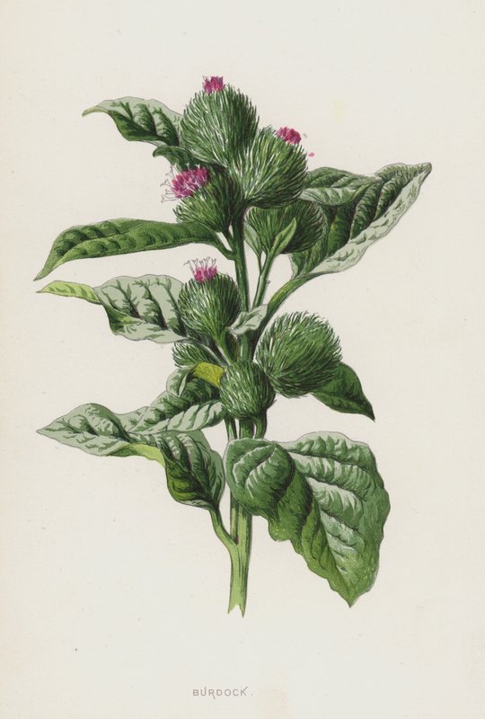 Lopuch (chromolitho) od Frederick Edward Hulme