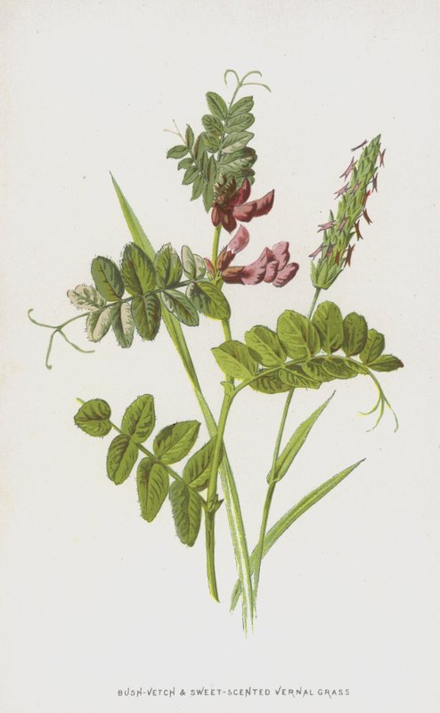 vikve a sladce vonící jarní tráva (chromolitho) od Frederick Edward Hulme