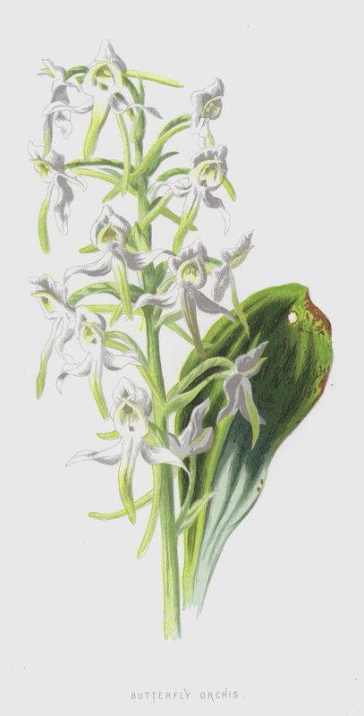 Butterfly Orchis (chromolitho) od Frederick Edward Hulme
