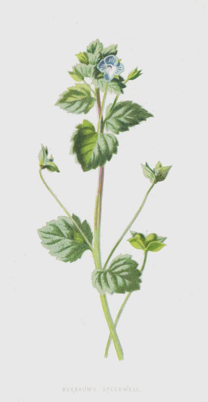Buxbaums Speedwell (chromolitho) od Frederick Edward Hulme