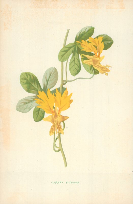 Kanárská květina od Frederick Edward Hulme