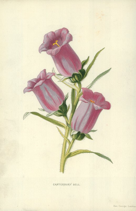 Canterbury Bell od Frederick Edward Hulme
