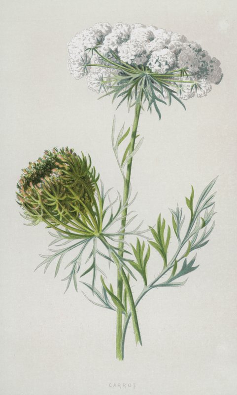 Mrkev (chromolitho) od Frederick Edward Hulme