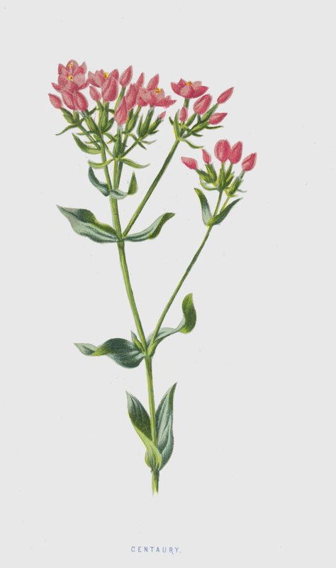Centaury (chromolit) od Frederick Edward Hulme