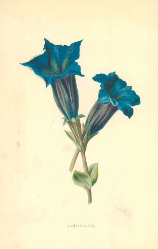 Centianella od Frederick Edward Hulme