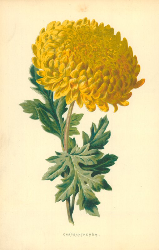 Chryzantéma od Frederick Edward Hulme