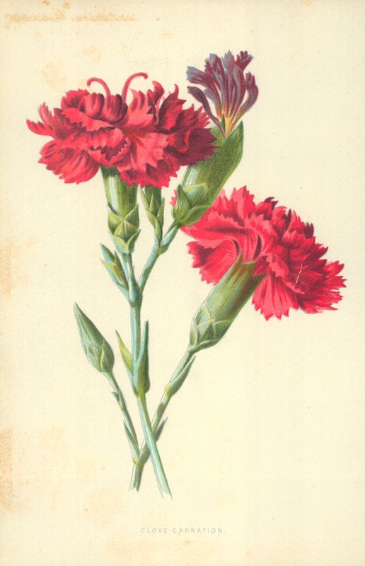 Hřebíček Karafiát od Frederick Edward Hulme