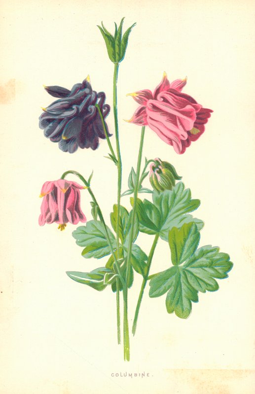 Columbine od Frederick Edward Hulme