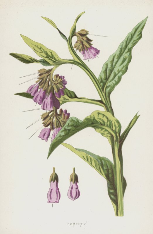 Kostival (chromolitho) od Frederick Edward Hulme