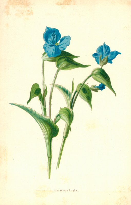 Commelina od Frederick Edward Hulme