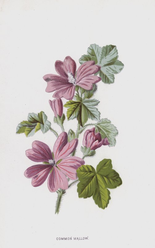 Sléz obecný (chromolitho) od Frederick Edward Hulme