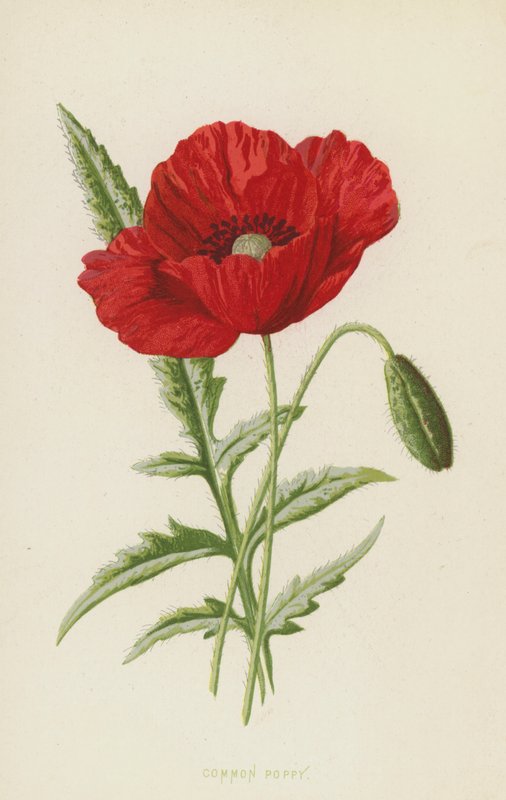 Mák obecný (chromolitho) od Frederick Edward Hulme