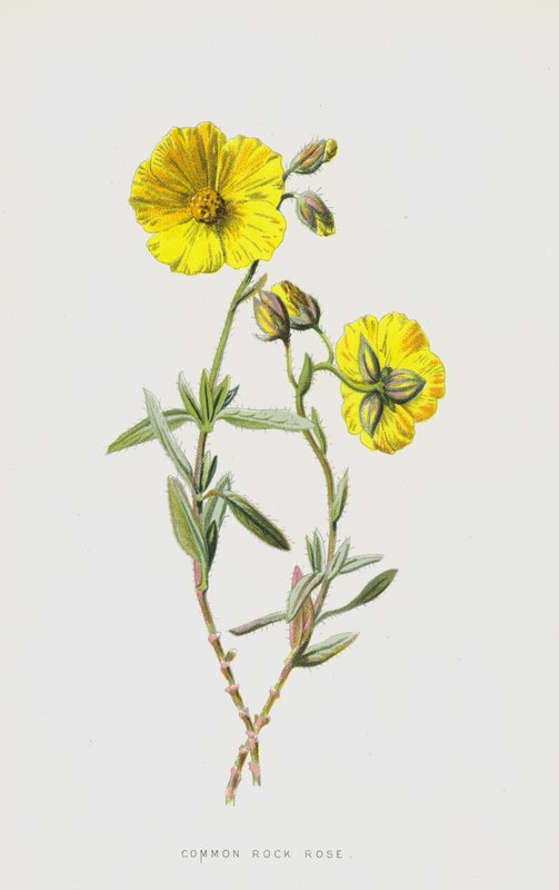 Common Rock Rose (chromolitho) od Frederick Edward Hulme