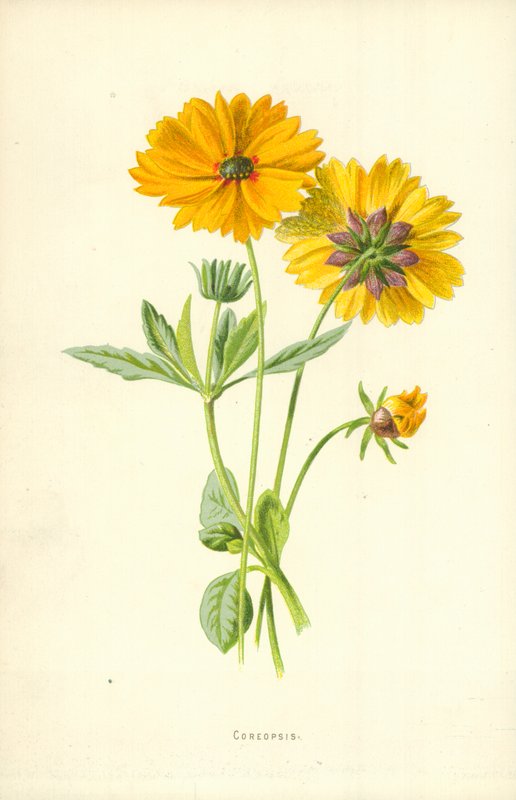 Coreopsis od Frederick Edward Hulme