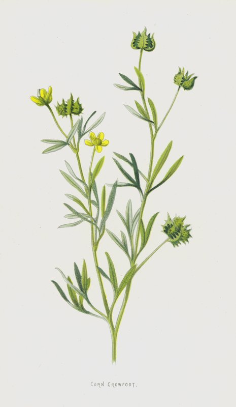 Corn Crowfoot (chromolitho) od Frederick Edward Hulme