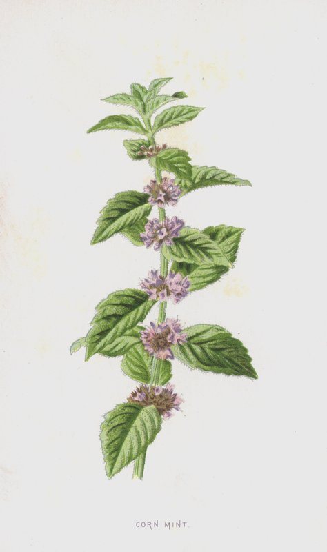Kukuřičná máta (chromolitho) od Frederick Edward Hulme